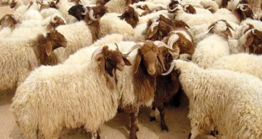 ارتفاع صادرات الاغنام الحية منذ بداية