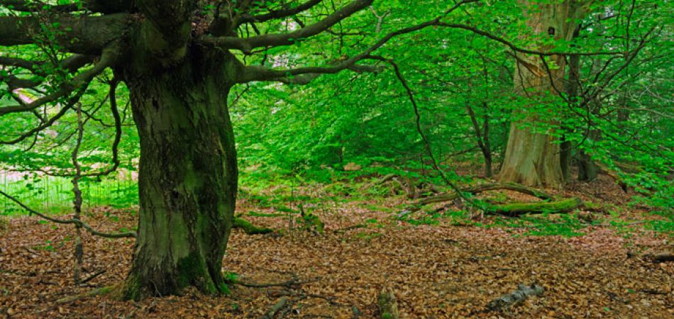 ظاهرة خطيرة تهدد الغابات على الأرض