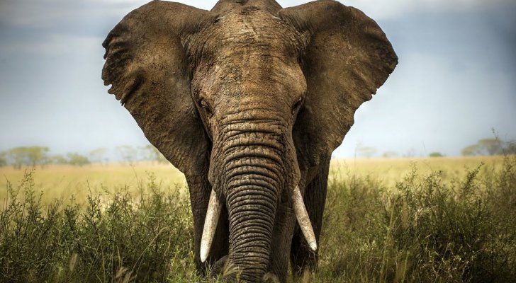 فيل ’أسامة بن لادن‘ يرتكب مذبحة