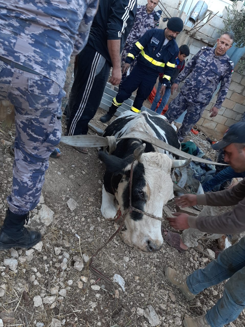 إنقاذ بقرة سقطت داخل حفرة في