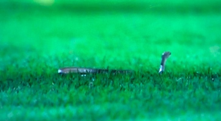 بالفيديو .. ثعبان سام يوقف مباراة