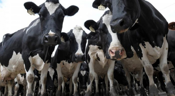 18 ألف بقرة تعيش حياة الرفاه