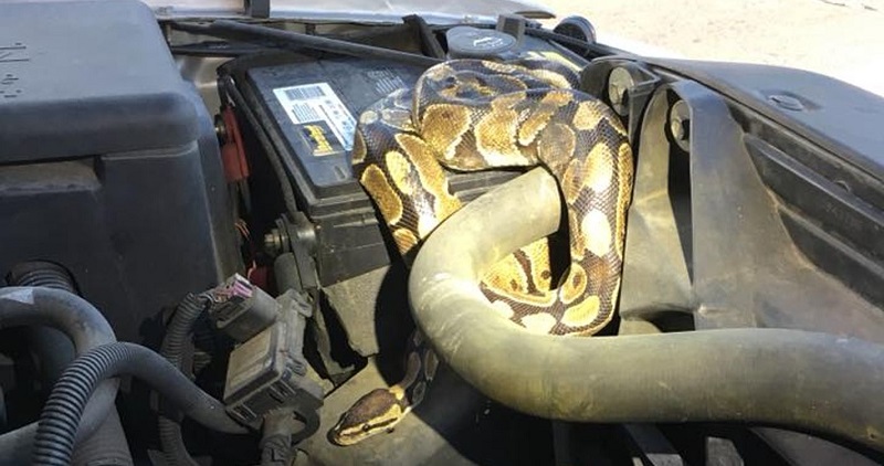 الدفاع المدني يصدر بيانا عن قتل