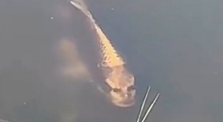 سمكه بوجه انسان تثير جدلا على