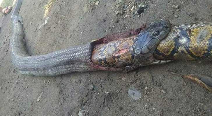 فيديو مرعب .. أفعى كوبرا تبتلع