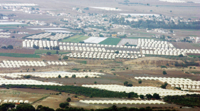 وادي الأردن: المنتجات الزراعية تباع بأقل