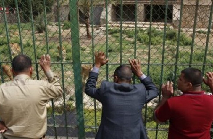 أسود عدي صدام حسين ما عادت