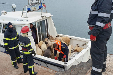 غرق 14 ألف خروف في البحر