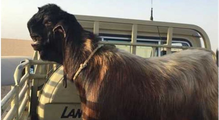 مقابل ’تيس‘.. رجل أعمال سعودي يكافئ