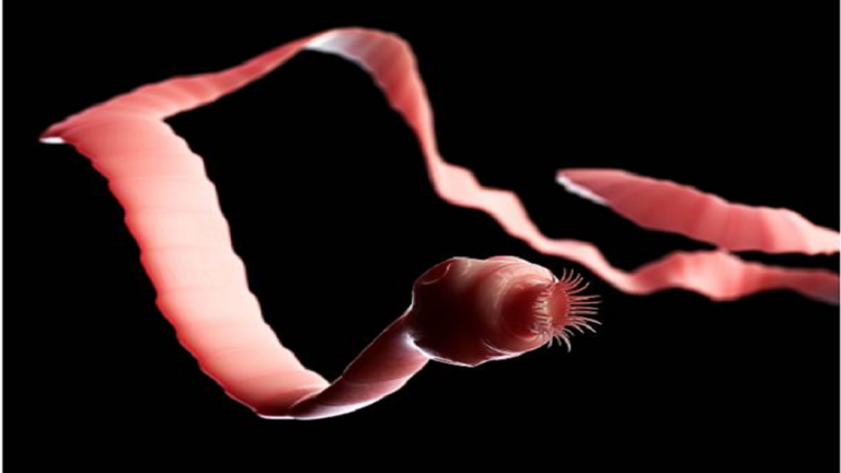 أكثر من 700 دودة شريطية تغزو