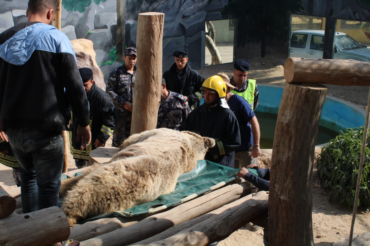 الدفاع المدني يساعد بنقل دب لإجراء