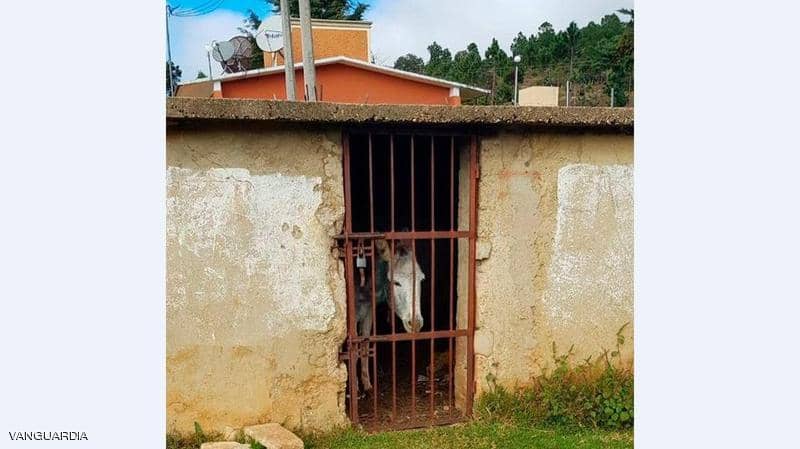 الشرطة المكسيكية تعتقل «الحمار المشاغب»