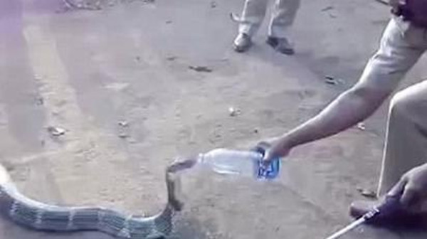 هكذا حول العطش هذه الكوبرا إلى