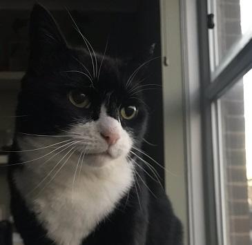 قط يعود للعمل في الخارجية البريطانية