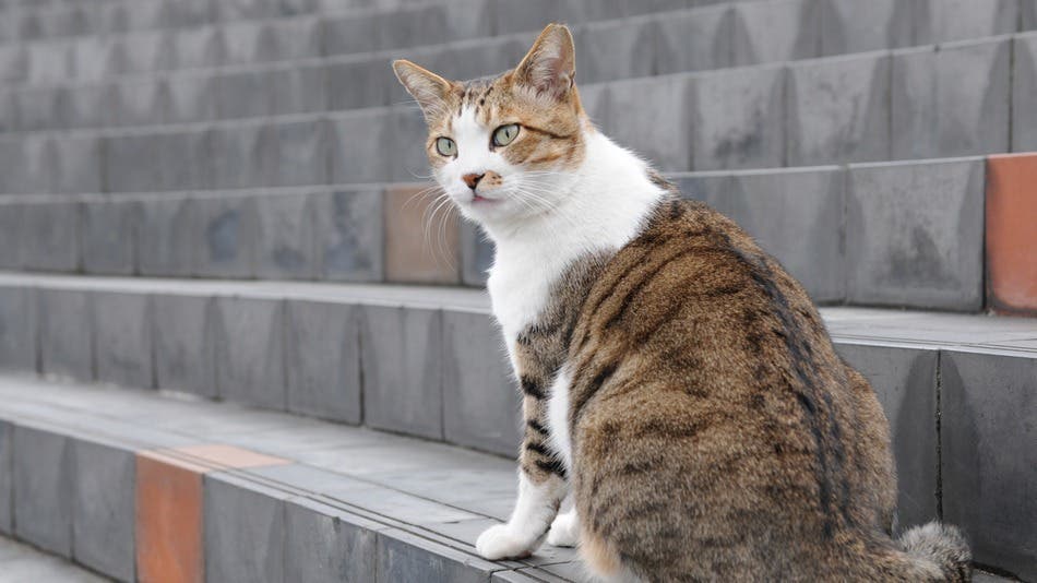 ’الزراعة‘ تنفي وجود مرض اصاب كلاب