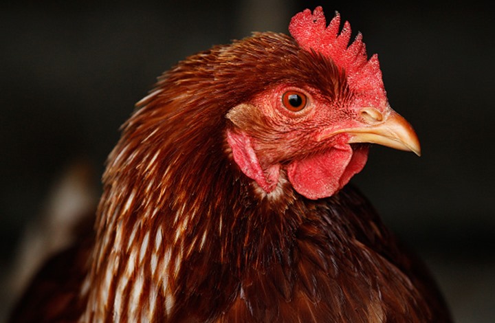 السجن لفرنسي ضبط في وضع مخل