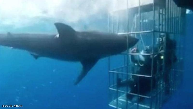 فيديو مرعب.. القرش اقتحم القفص والغواصون