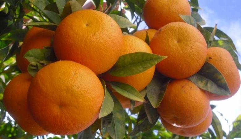 الحمضيات المحلية تنافس في جميع الاسواق