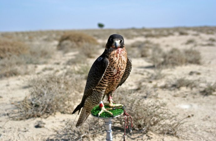 التحفظ على 17 من الصقور الحرة