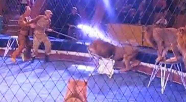 بالفيديو.. أسد يهاجم مدرب سيرك مرتين