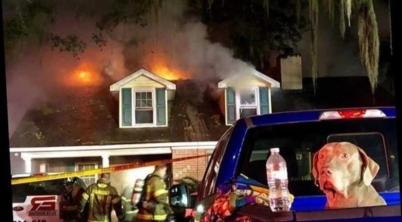 كلب شجاع ينقذ أسرة من الموت