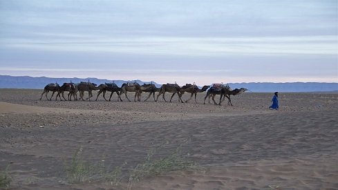 معاوية رضي الله عنه.. حلمه ودهاؤه