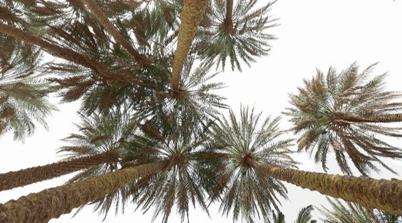 اليونسكو تدرج النخلة على القائمة التمثيلية