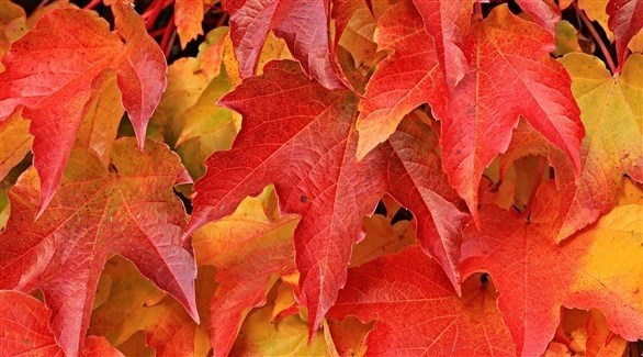 تويتر تضاعف دقة صور نسخة الويب