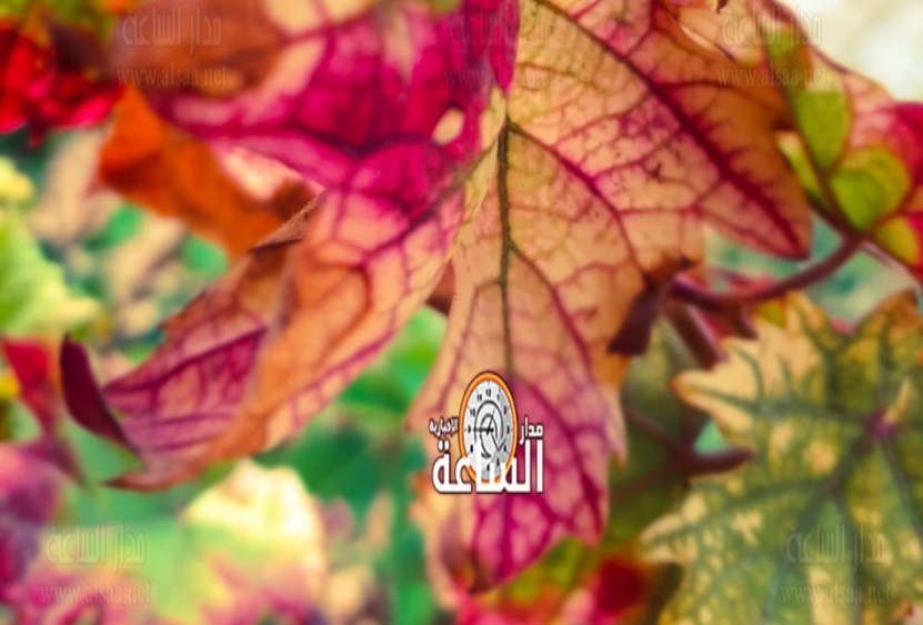 أوراق الشتاء (صور)