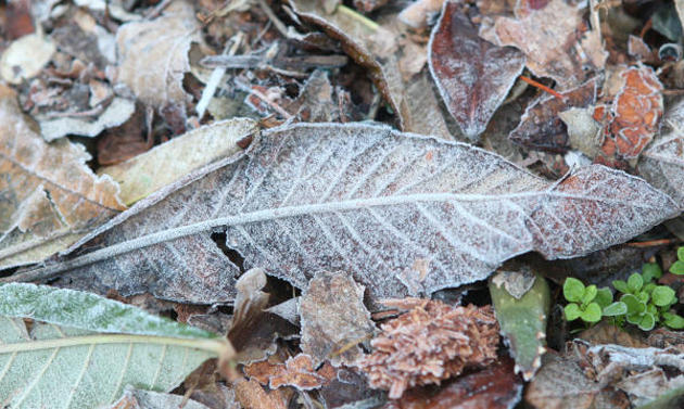 الارصاد تحذر من خطر تشكل الصقيع..