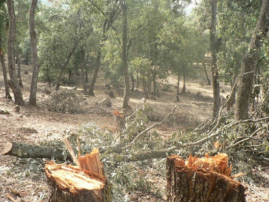 الطوافون والشجر ضحايا مافيات الحطب