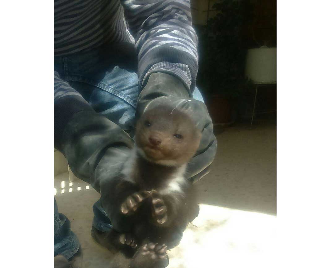 سكان في إربد مذعورون من حيوانات