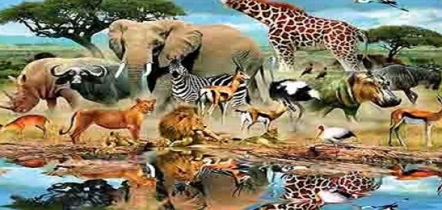 مم خلق الحيوان