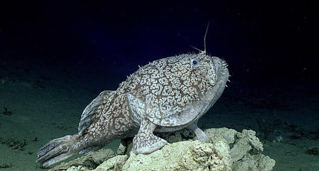 سمكة تسير في المياه وتتغذى ضعف