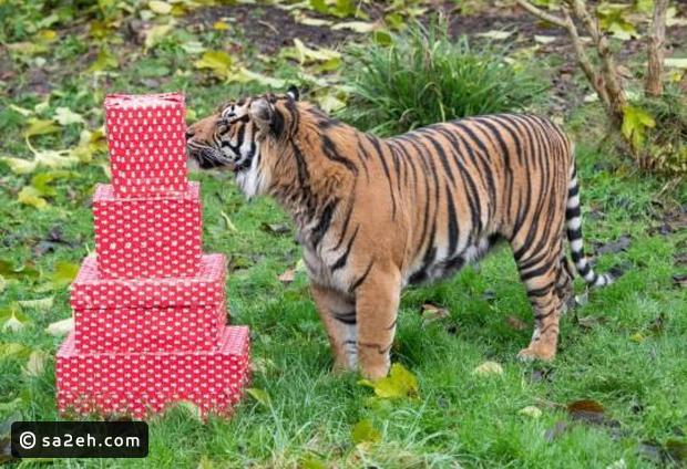 الليمور كان سعيدا بهديته: هكذا احتفلت