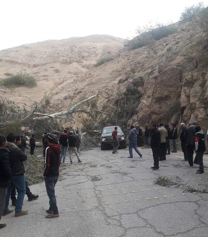 شجرة ضخمة تقطع طريق وادي شعيب