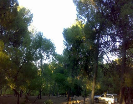 الزراعة تطلق خطا ساخنا للتعدي على