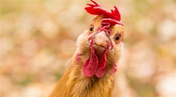 مصر تنفي شائعات تفشي فيروس أنفلونزا