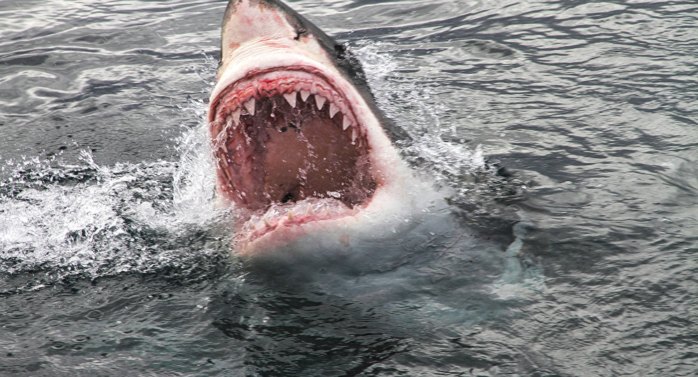 سمكة قرش تبتلع رجلا كان يمارس