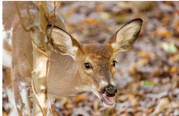 قد يبدو الأمر غريبا الطب الشرعي