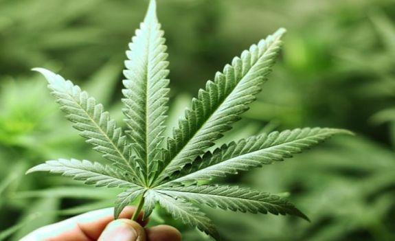 محكمة إيطالية تسمح بزرع الماريجوانا بالمنازل