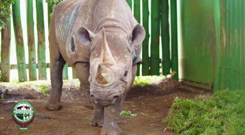 نفوق أكبر أنثى وحيد قرن في