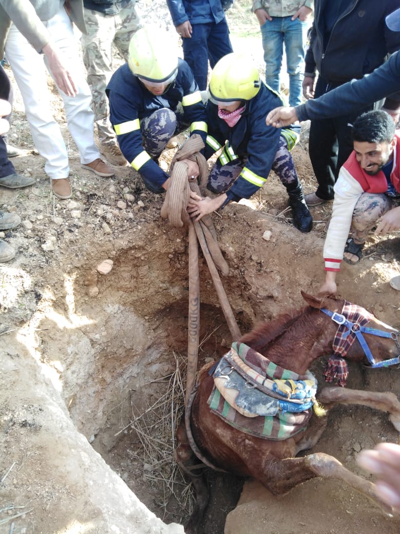 الدفاع المدني ينقذ حصانا وقع داخل