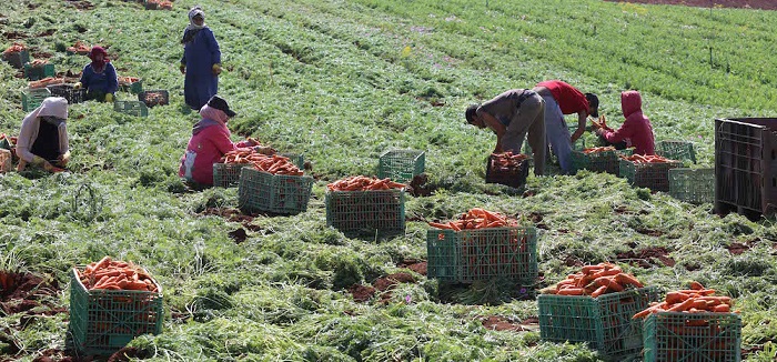 صغار المزارعين يتمنون مكرمة ملكية لإعفائهم