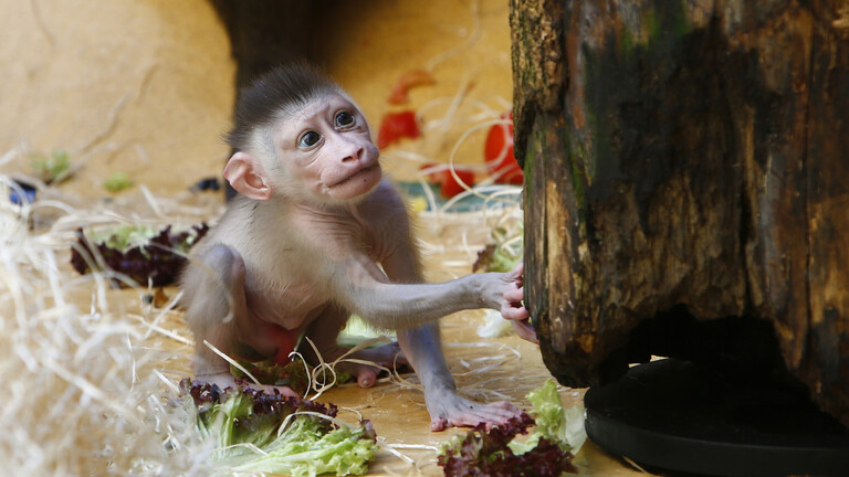 مأساة في حديقة حيوانات بألمانيا ليلة