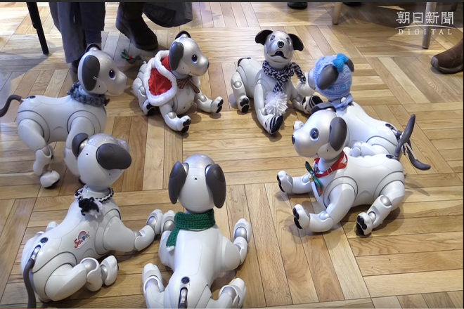 مقهى ياباني.. زبائنه كلاب روبوتية