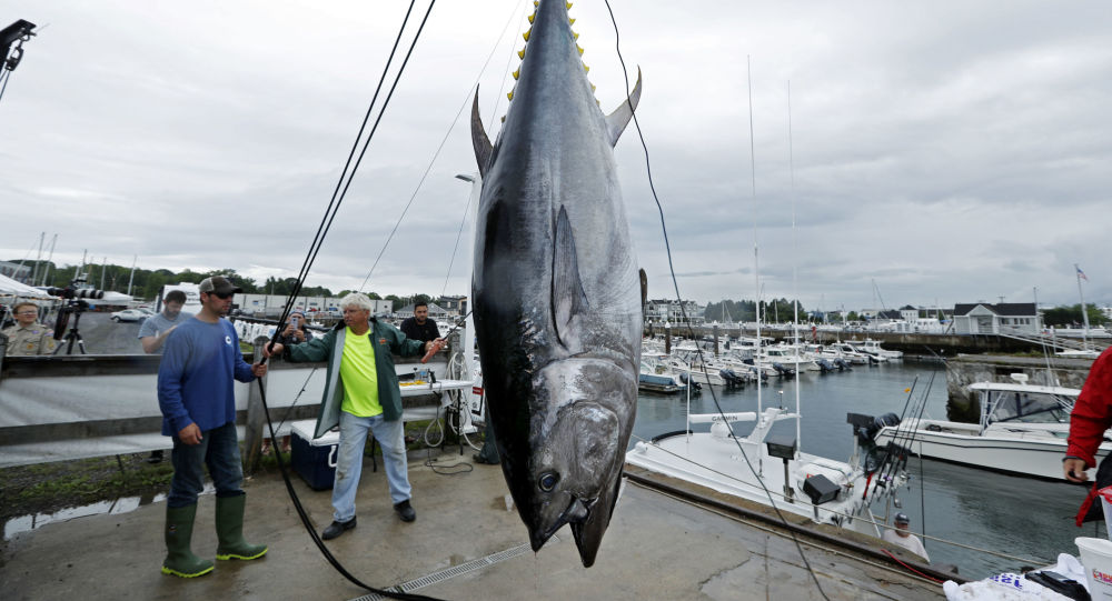 بيع سمكة تونة بسعر 1.8 مليون