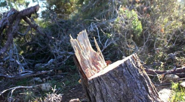 الزراعة: نقاط الغلق أوقفت 10 سيارات