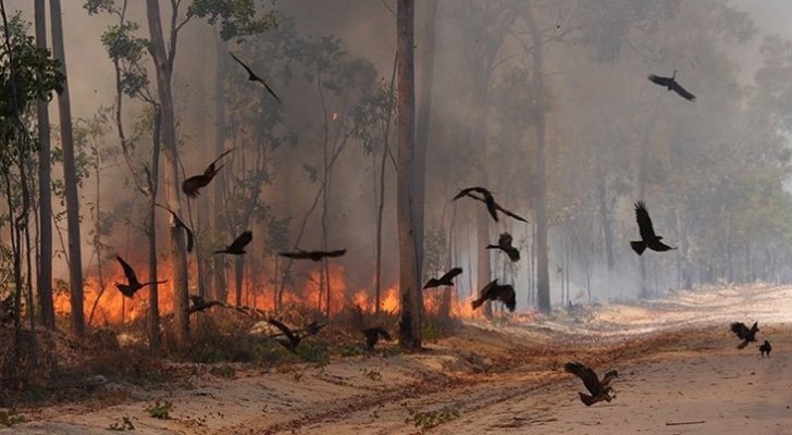 طائر شرير حذر منه الرسول (ص)