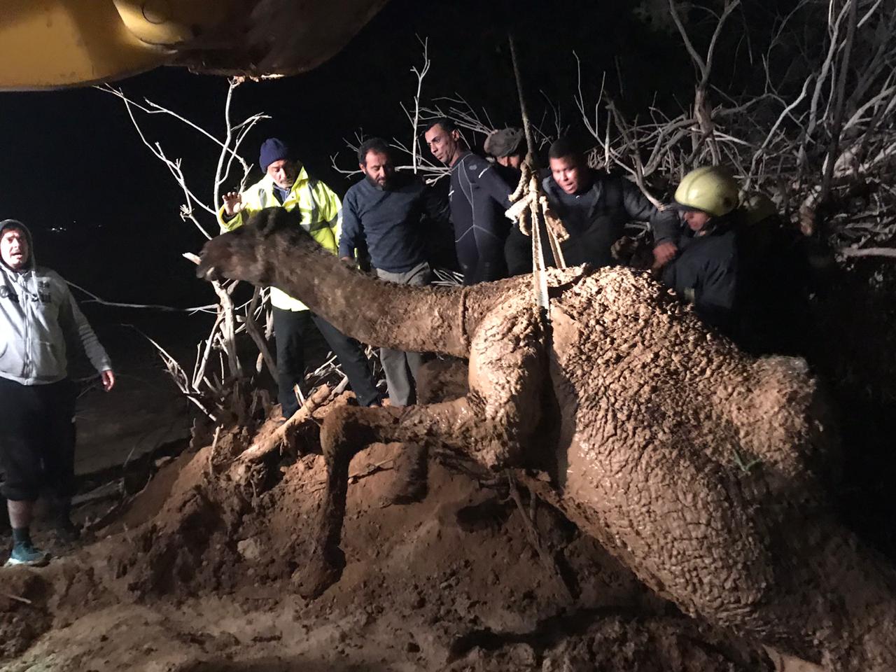 الدفاع المدني ينقذ جملا سقط في